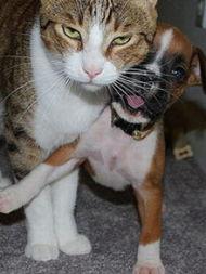 喵星人搞笑视频集锦,萌宠视频集锦欢乐无限